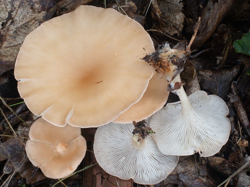 Infundibulicybe gibba Infundibulicybe gibba